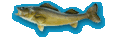 Walleye